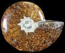 Polished, Agatized Ammonite (Cleoniceras) - Madagascar #60742-1